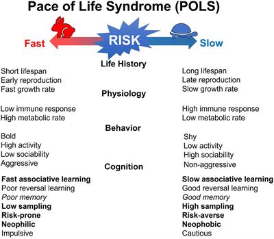 Slow-Fast Cognitive Phenotypes and Their Significance for Social Behavior: What Can We Learn From Honeybees?